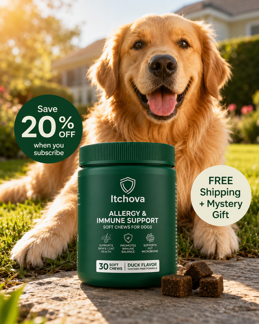 Itchova Allergy & Immune Support — dog sitting with jar, free shipping and mystery gift